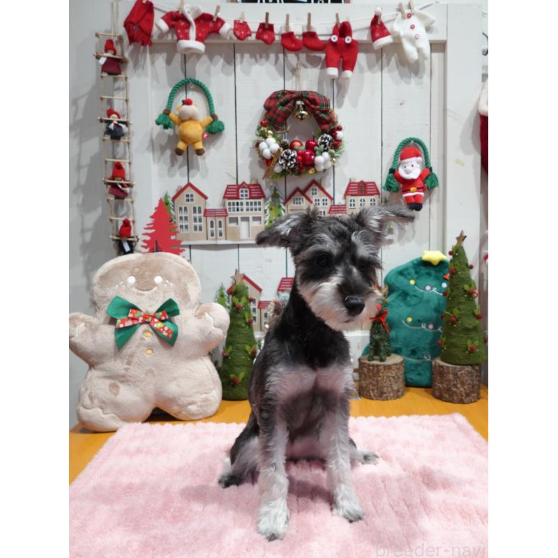 販売中の群馬県のミニチュアシュナウザー-419224の5枚目