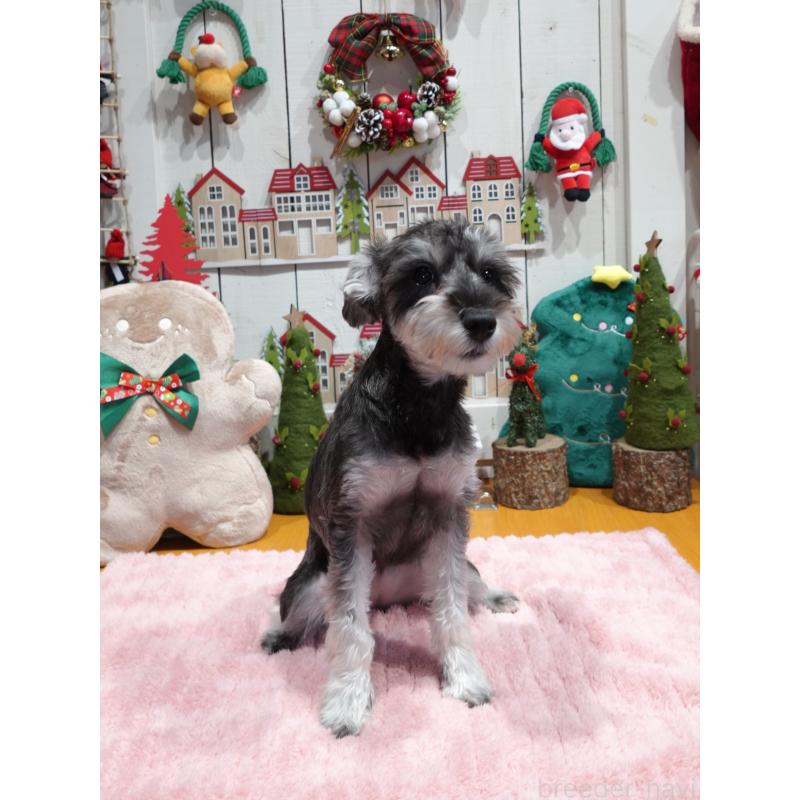 販売中の群馬県のミニチュアシュナウザー-419224の4枚目