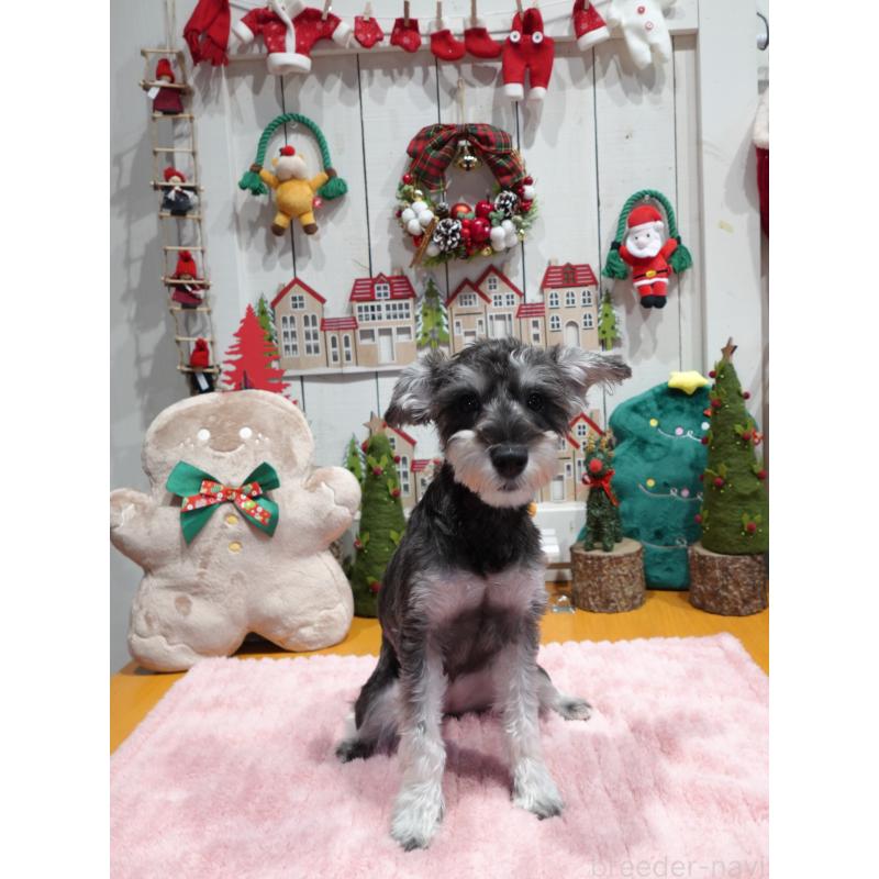 販売中の群馬県のミニチュアシュナウザー-419224の3枚目