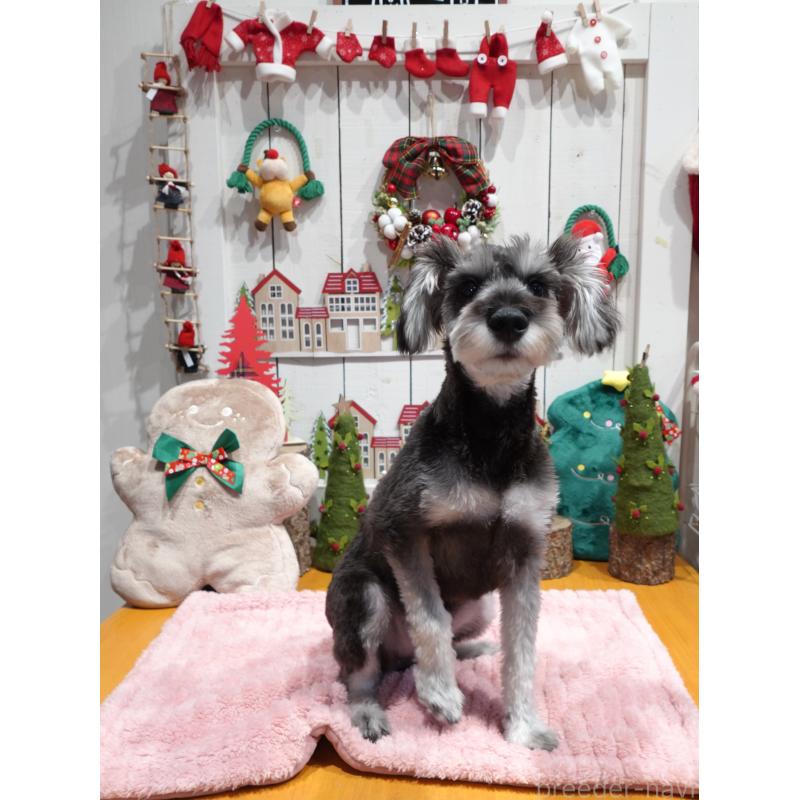 成約済の群馬県のミニチュアシュナウザー-414814の5枚目