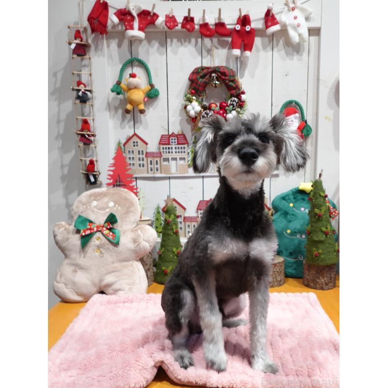 成約済の群馬県のミニチュアシュナウザー-414814の4枚目