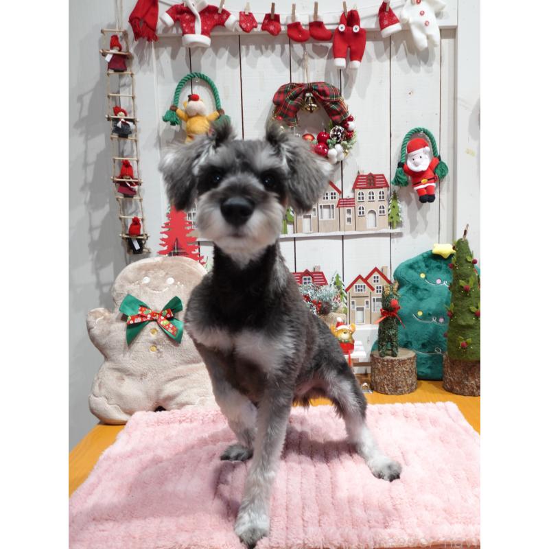 成約済の群馬県のミニチュアシュナウザー-414814の3枚目