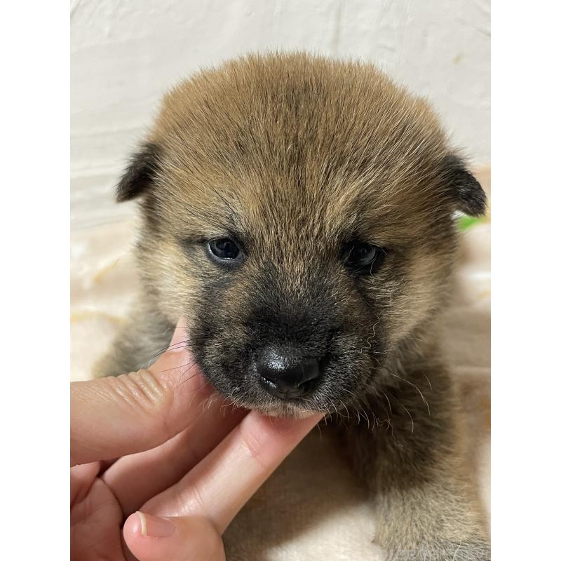 販売中の茨城県の柴犬-425873の3枚目