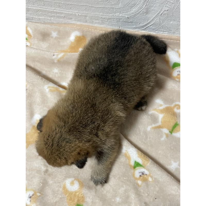 販売中の茨城県の柴犬-425873の2枚目