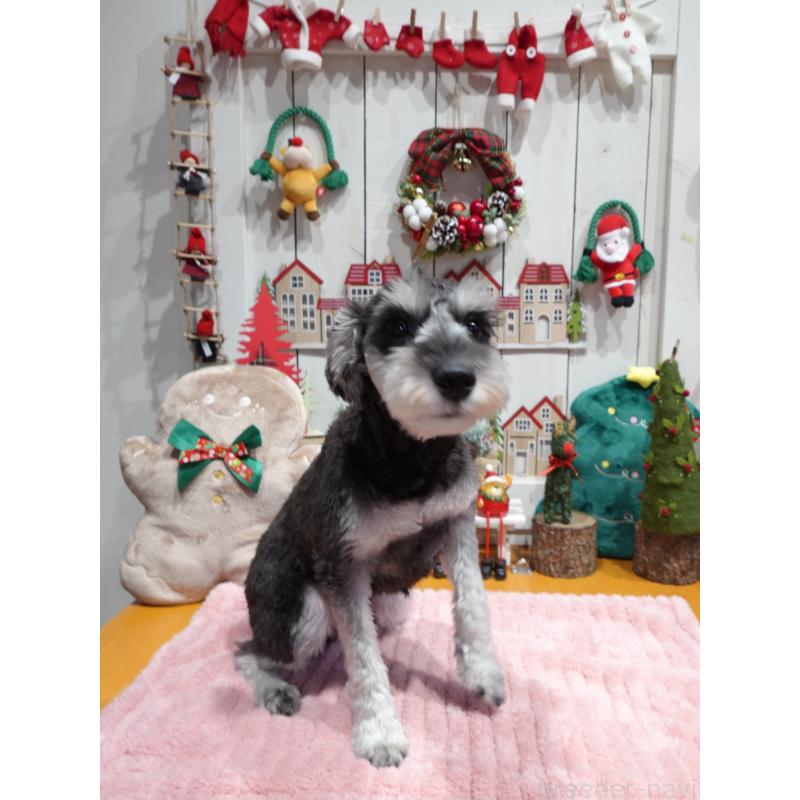 販売中の群馬県のミニチュアシュナウザー-414821の4枚目