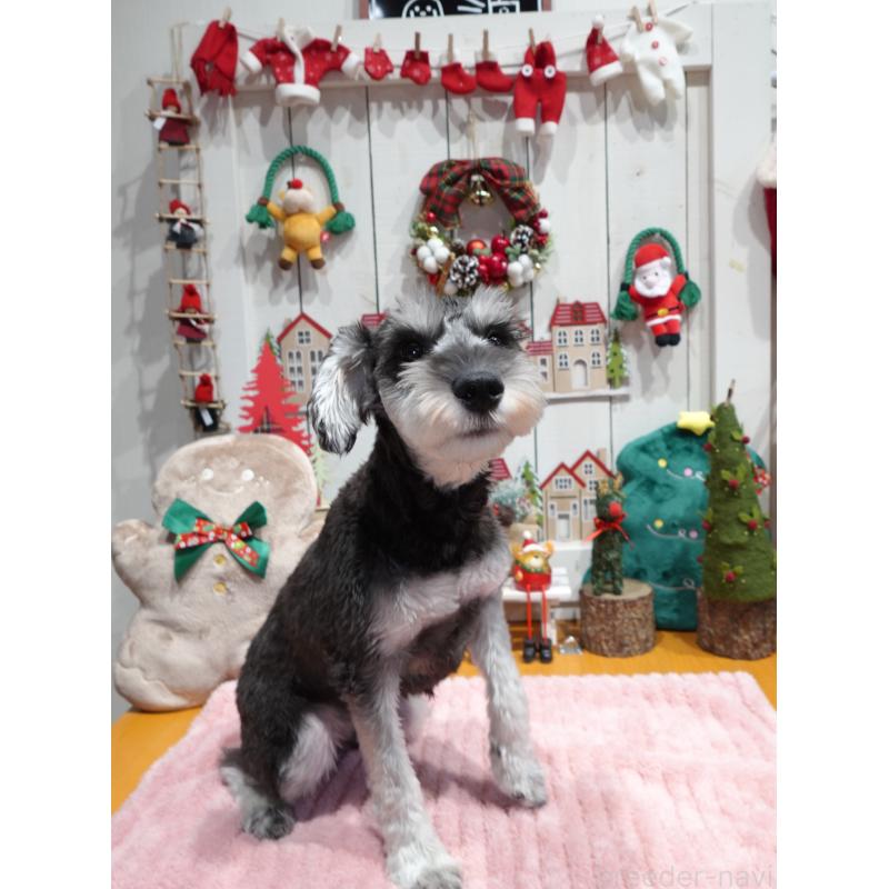 販売中の群馬県のミニチュアシュナウザー-414821の3枚目