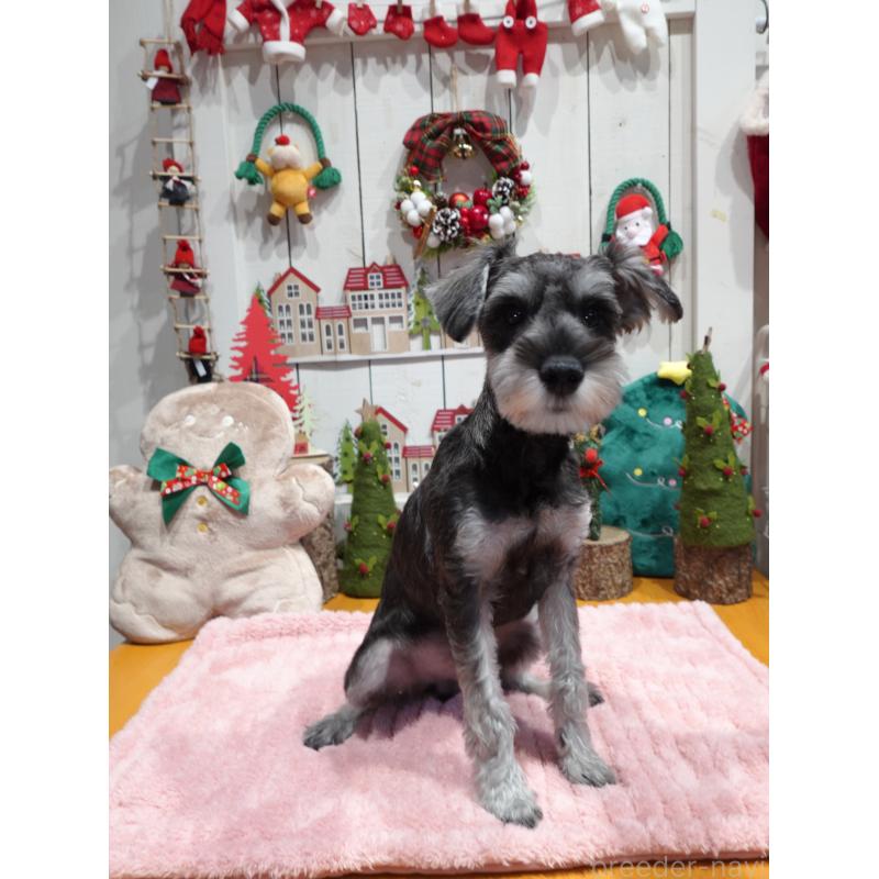 販売中の群馬県のミニチュアシュナウザー-414817の5枚目