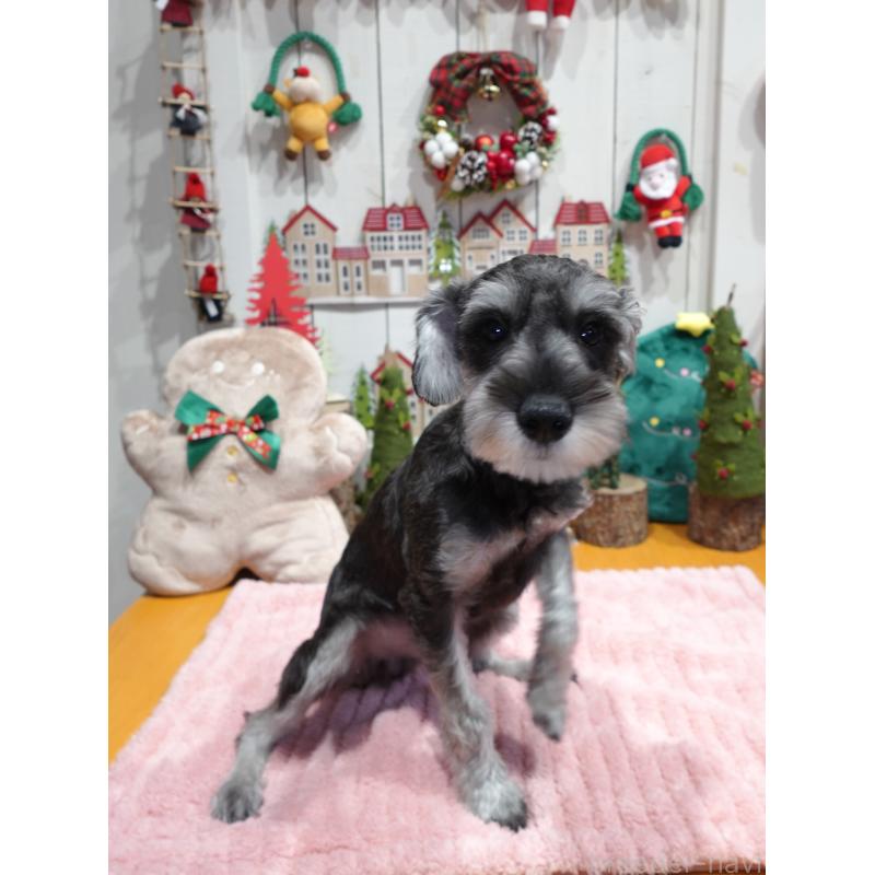 販売中の群馬県のミニチュアシュナウザー-414817の4枚目