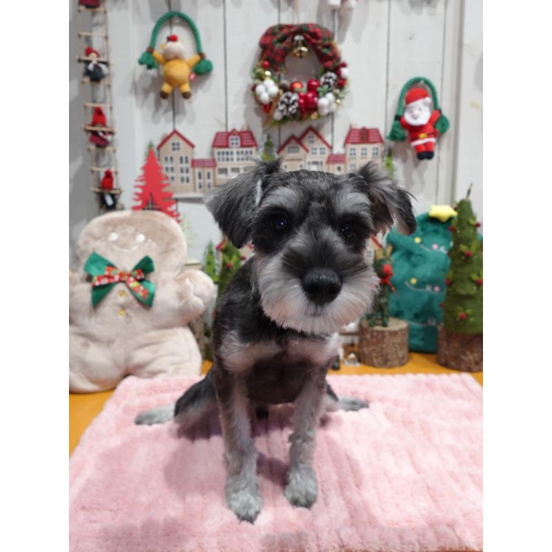 販売中の群馬県のミニチュアシュナウザー-414817の3枚目