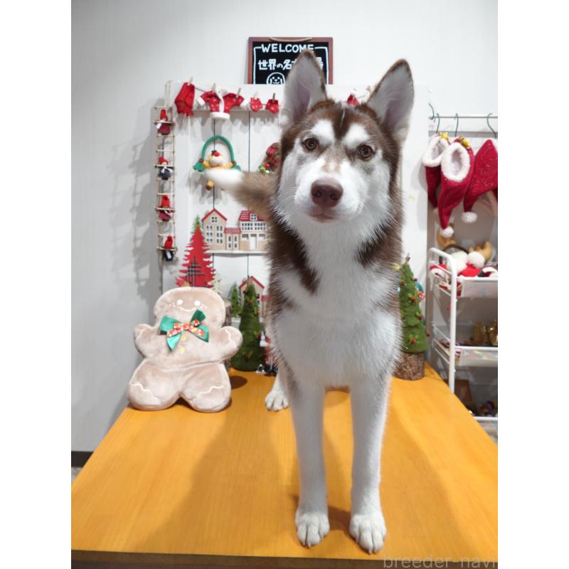 販売中の群馬県のシベリアンハスキー-412383の4枚目