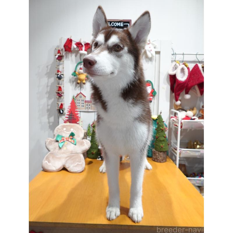 販売中の群馬県のシベリアンハスキー-412383の3枚目