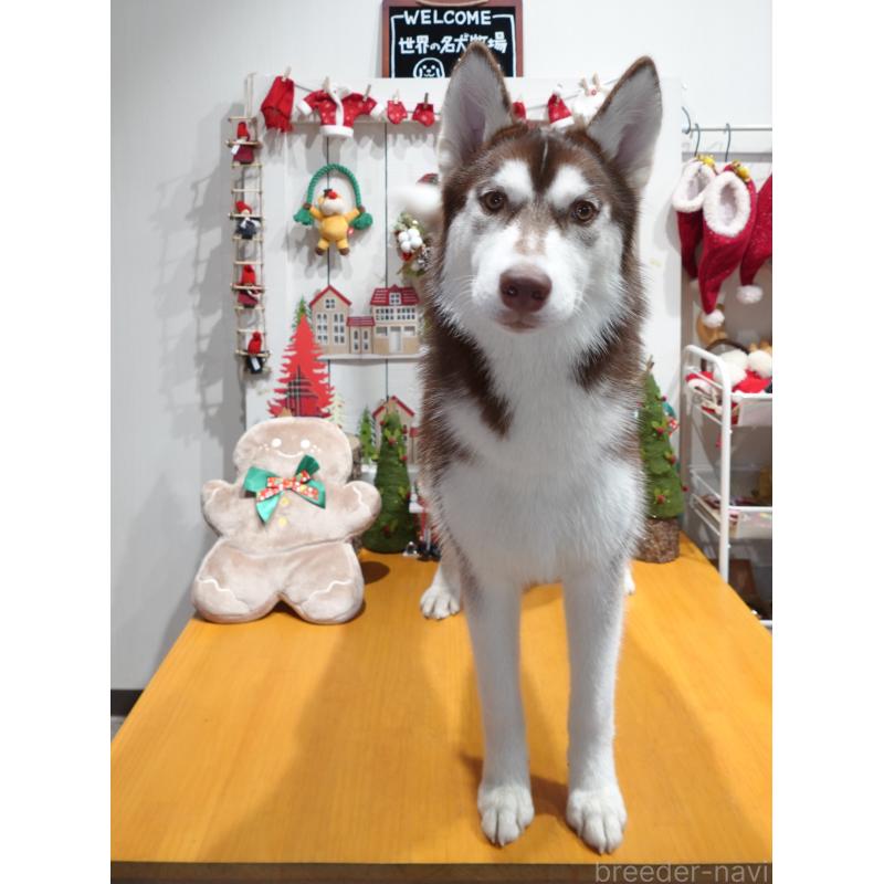 販売中の群馬県のシベリアンハスキー-412383の2枚目