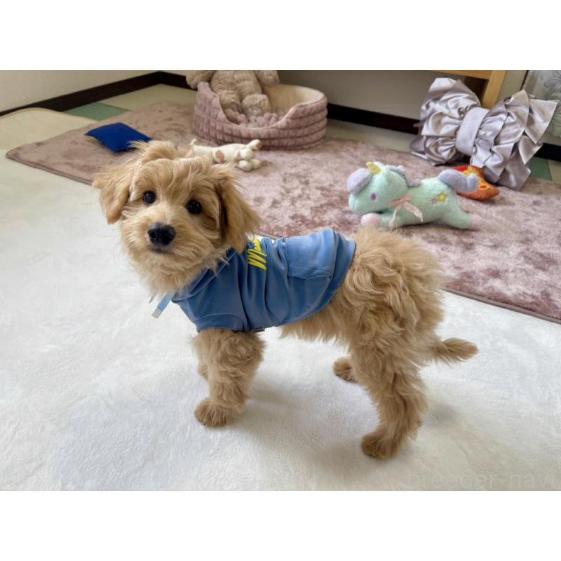 販売中の福岡県のポメプー:ポメラニアン×トイプードル-406555の11枚目