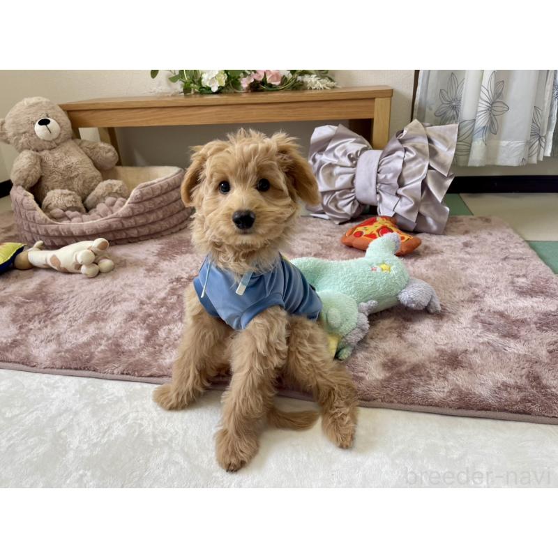 販売中の福岡県のポメプー:ポメラニアン×トイプードル-406555の10枚目