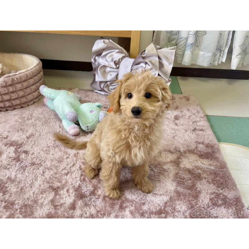 販売中の福岡県のポメプー:ポメラニアン×トイプードル-406555の9枚目