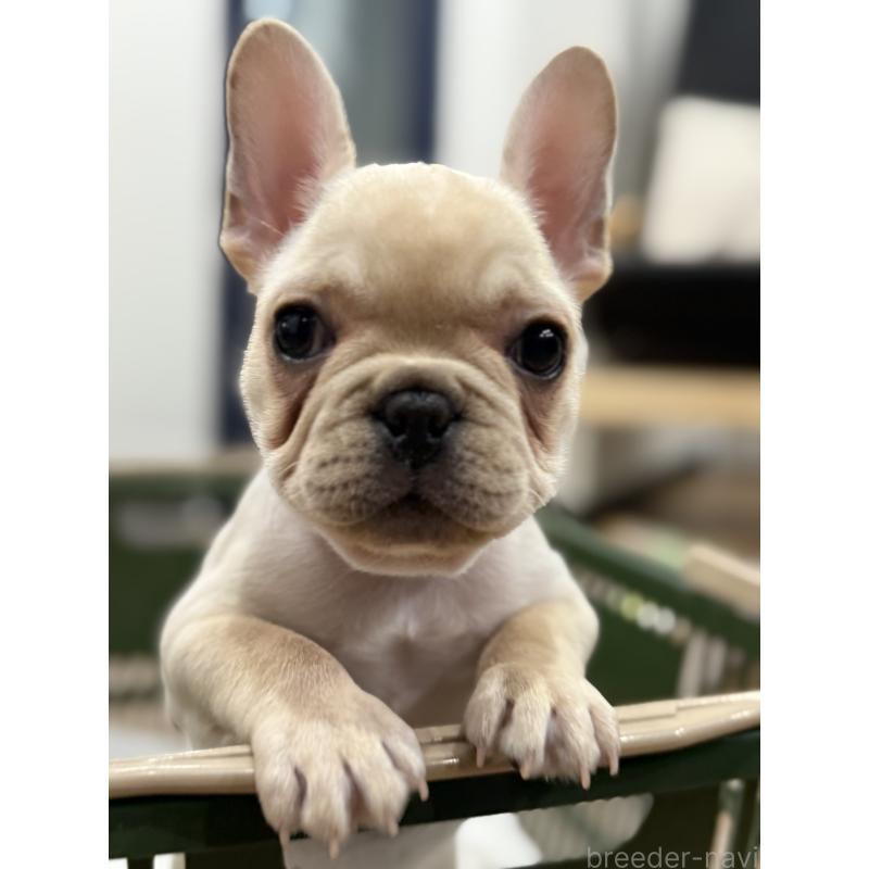 販売中の徳島県のフレンチブルドッグ-419487の1枚目