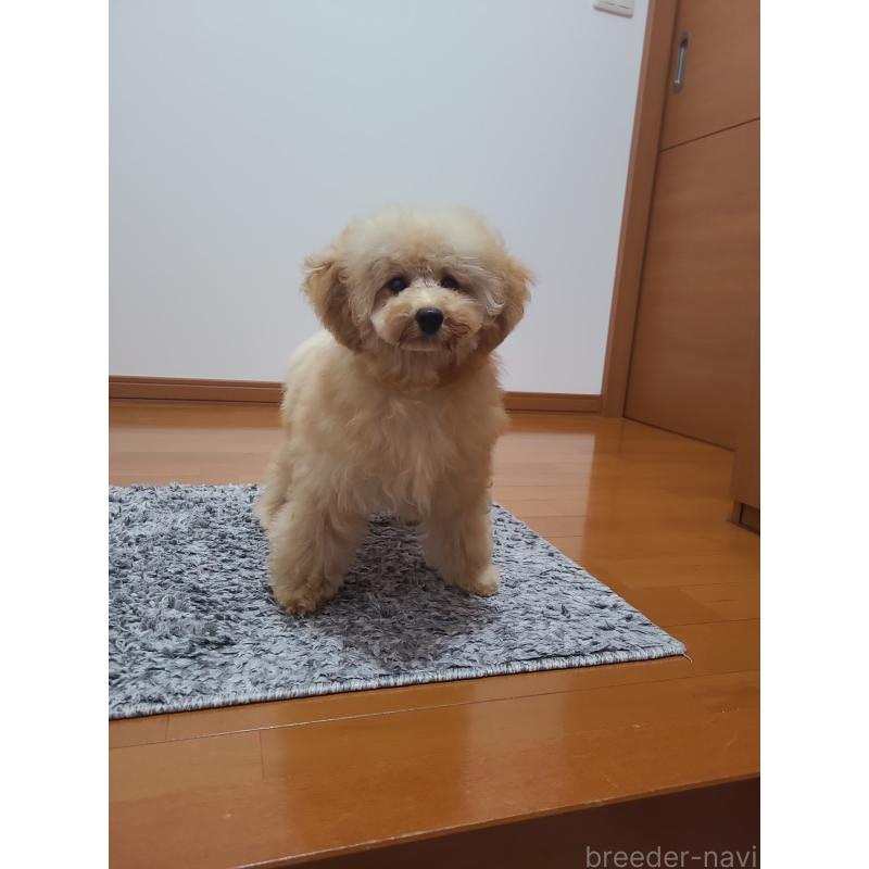 販売中の香川県のタイニープードル-412898の2枚目