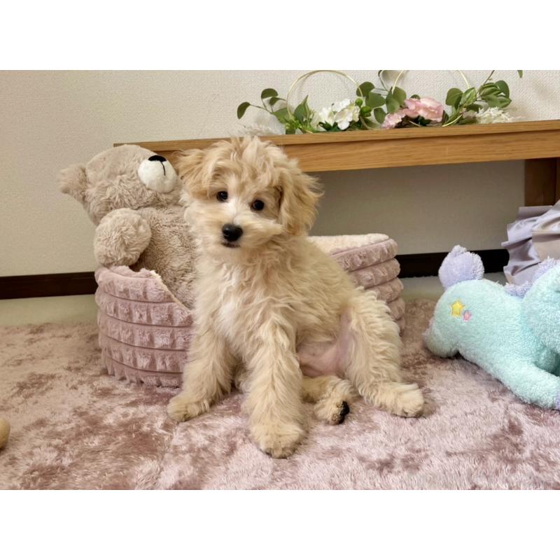 販売中の福岡県のポメプー:ポメラニアン×トイプードル-406553の11枚目