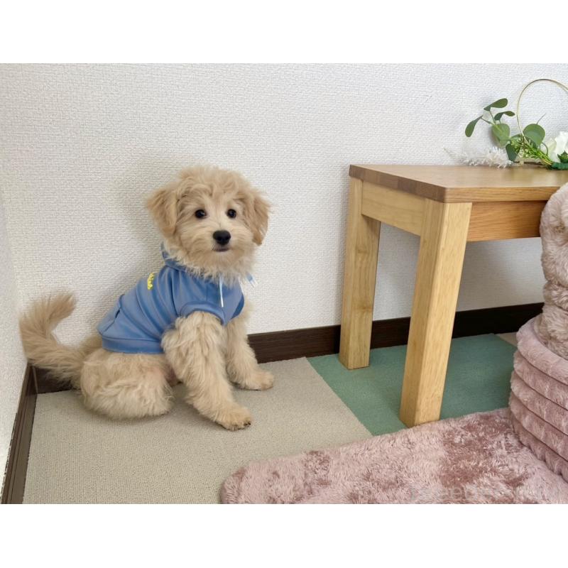 販売中の福岡県のポメプー:ポメラニアン×トイプードル-406553の10枚目