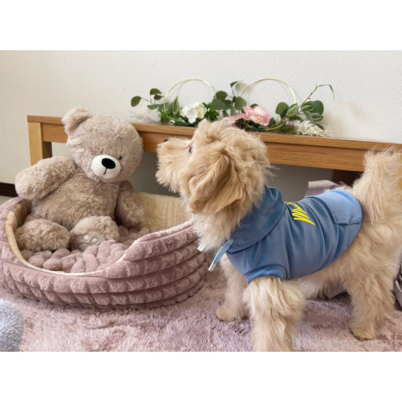 販売中の福岡県のポメプー:ポメラニアン×トイプードル-406553の9枚目