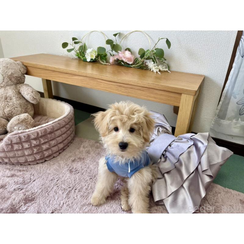 販売中の福岡県のポメプー:ポメラニアン×トイプードル-406553の8枚目