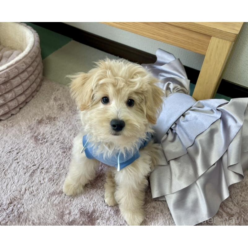 販売中の福岡県のポメプー:ポメラニアン×トイプードル-406553の7枚目