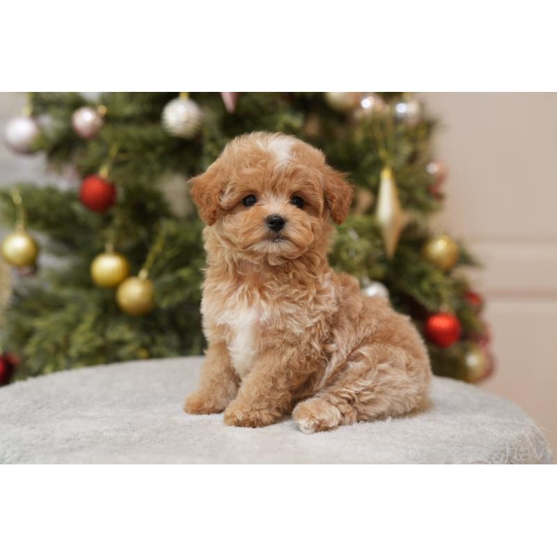 成約済の千葉県のマルプー:マルチーズ×トイプードル-423106の4枚目