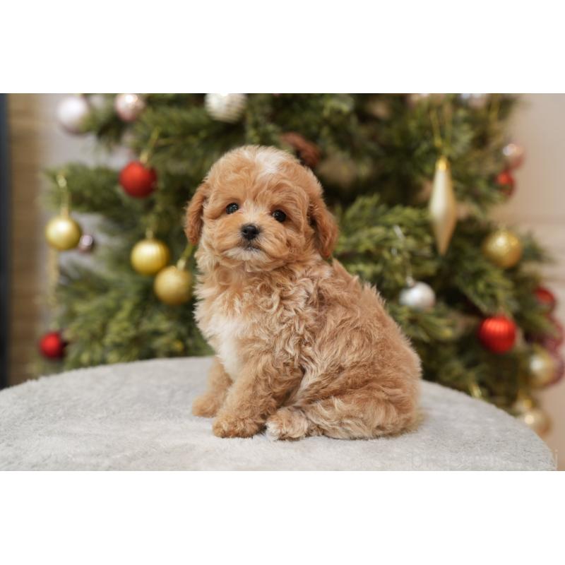 成約済の千葉県のマルプー:マルチーズ×トイプードル-423106の3枚目