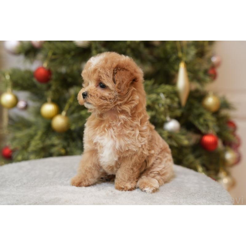 成約済の千葉県のマルプー:マルチーズ×トイプードル-423106の2枚目