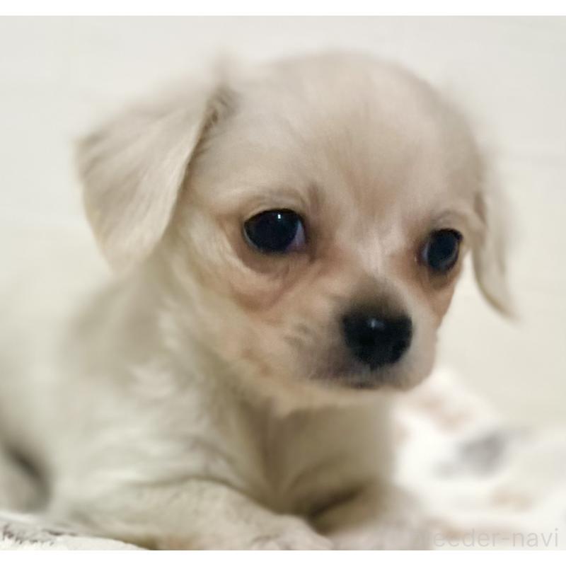 販売中の静岡県のチワックス:チワワ×ミニチュアダックスフンド-425881の4枚目