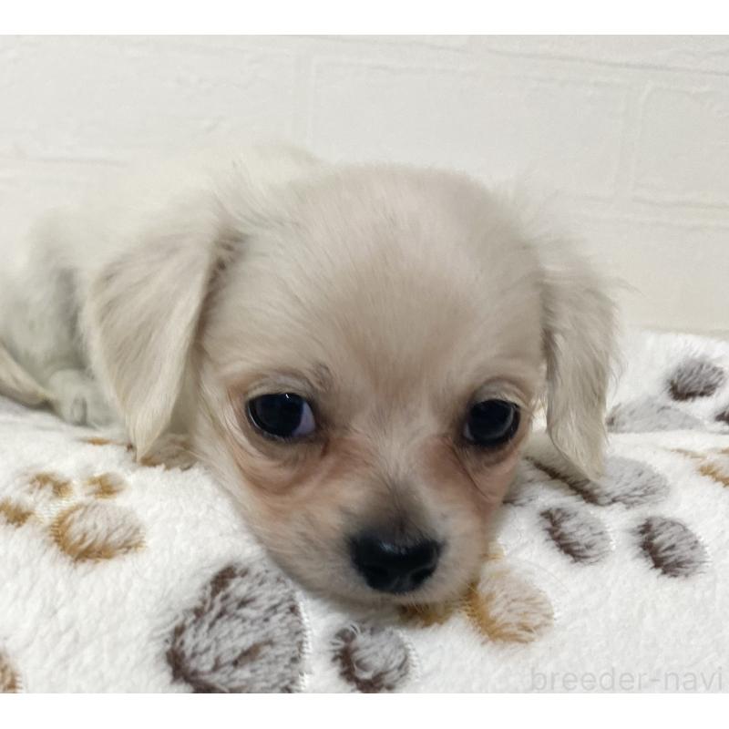 販売中の静岡県のチワックス:チワワ×ミニチュアダックスフンド-425881の3枚目