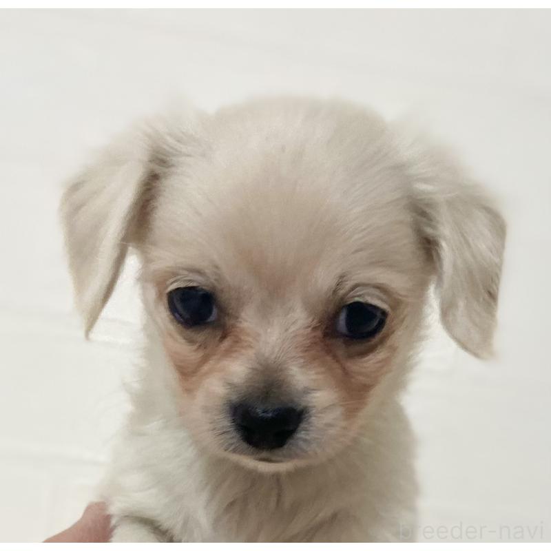 販売中の静岡県のチワックス:チワワ×ミニチュアダックスフンド-425881の2枚目