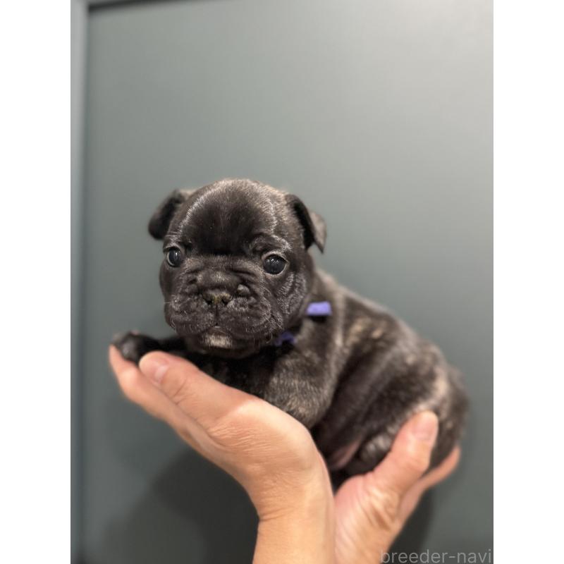 販売中の徳島県のフレンチブルドッグ-425883の6枚目