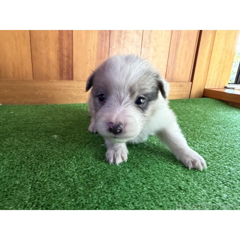 販売中の群馬県のボーダーコリー-425933の4枚目