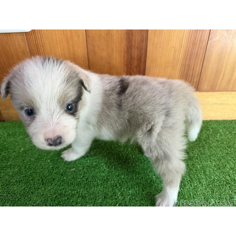 販売中の群馬県のボーダーコリー-425933の3枚目