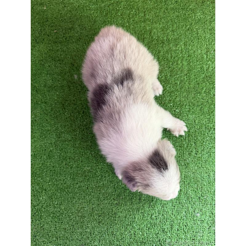 販売中の群馬県のボーダーコリー-425933の2枚目