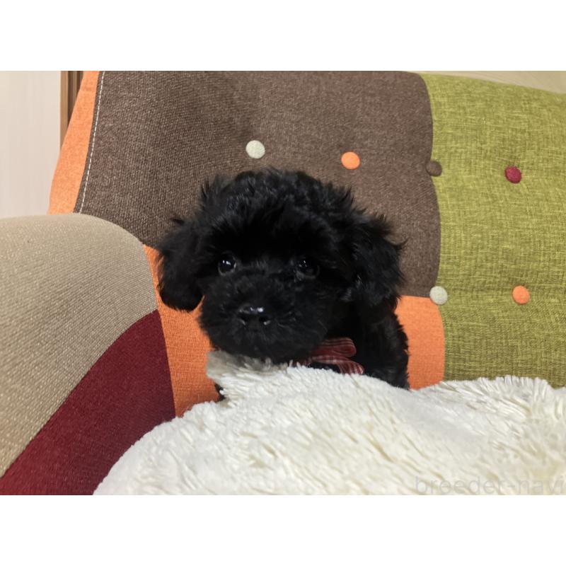 販売中の福岡県のマルプー:マルチーズ×トイプードル-425882の12枚目