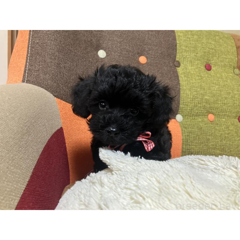 販売中の福岡県のマルプー:マルチーズ×トイプードル-425882の11枚目