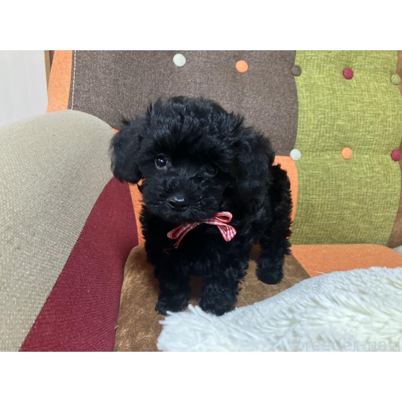 販売中の福岡県のマルプー:マルチーズ×トイプードル-425882の10枚目