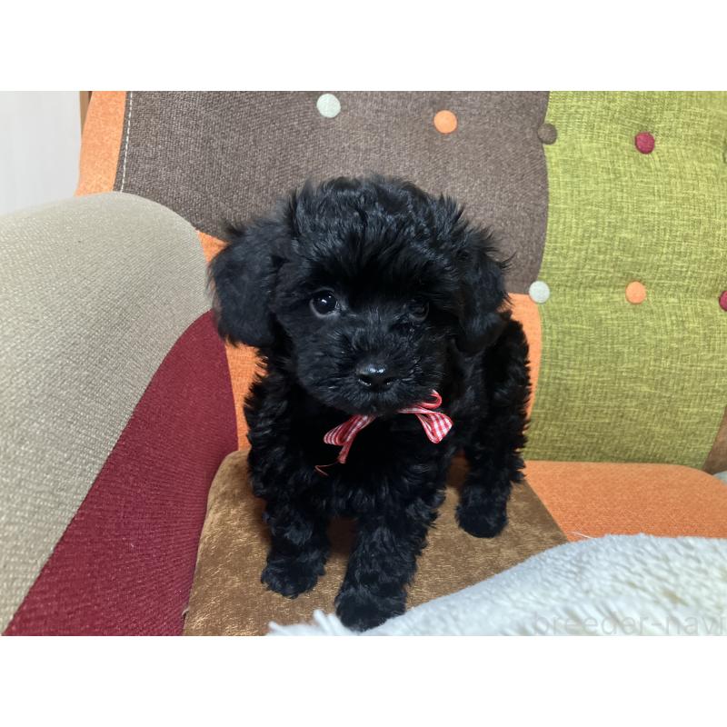 販売中の福岡県のマルプー:マルチーズ×トイプードル-425882の9枚目