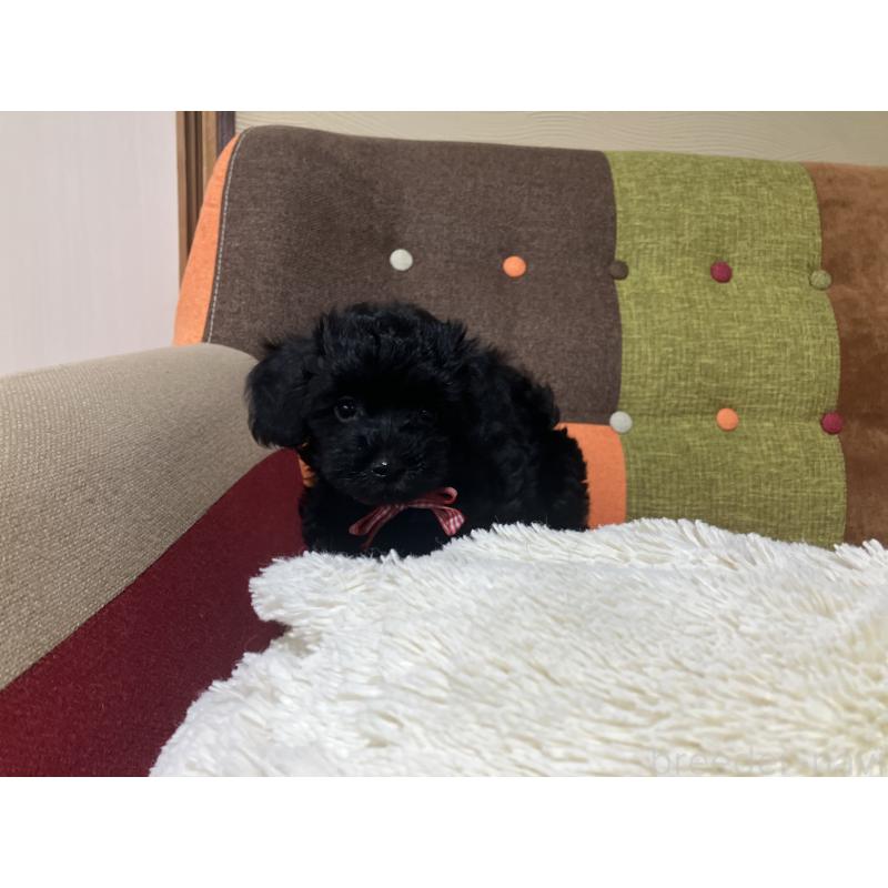 販売中の福岡県のマルプー:マルチーズ×トイプードル-425882の8枚目