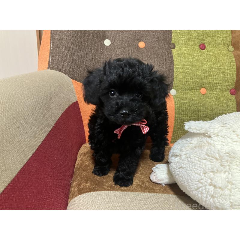 販売中の福岡県のマルプー:マルチーズ×トイプードル-425882の7枚目