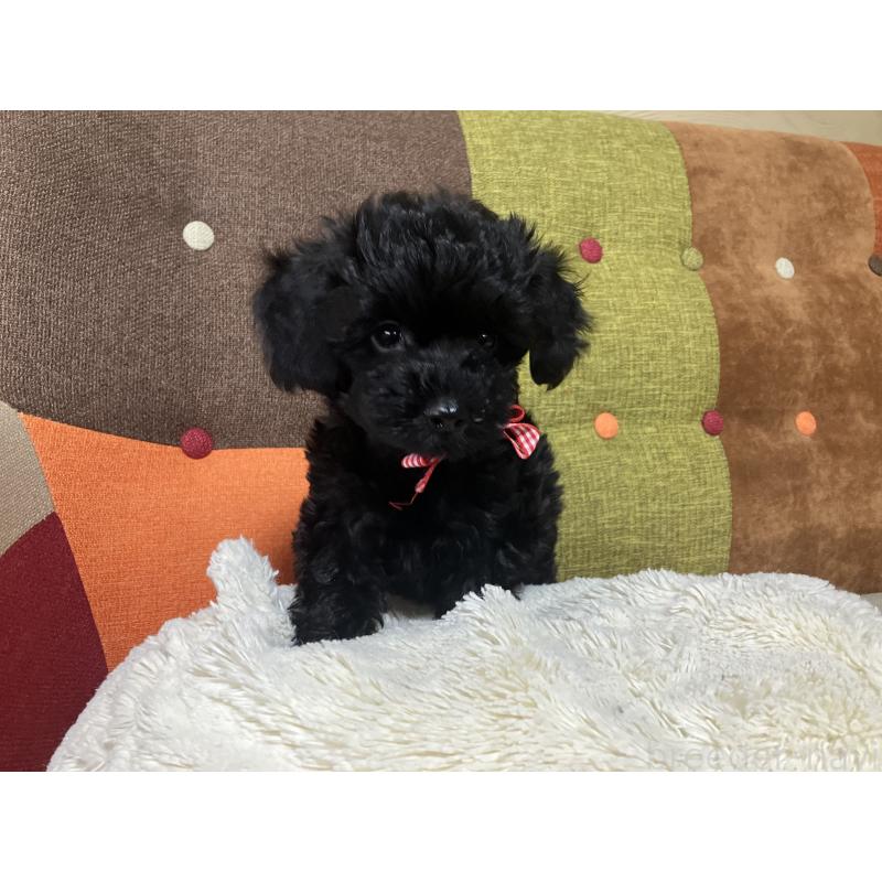 販売中の福岡県のマルプー:マルチーズ×トイプードル-425882の6枚目