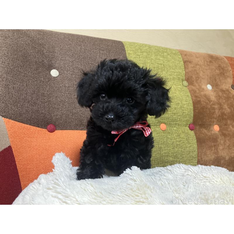 販売中の福岡県のマルプー:マルチーズ×トイプードル-425882の5枚目