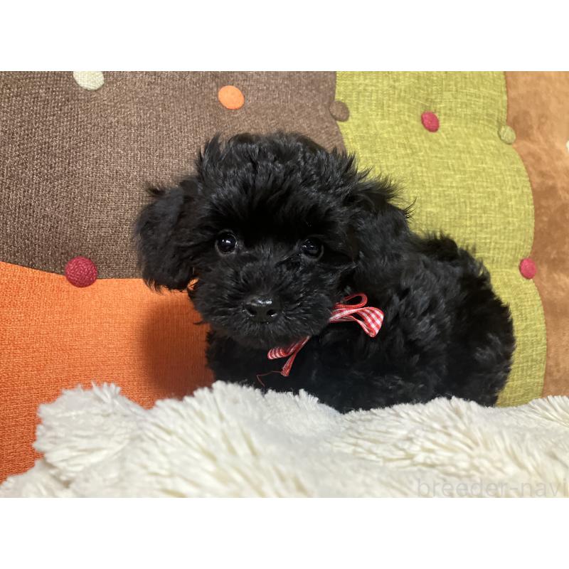 販売中の福岡県のマルプー:マルチーズ×トイプードル-425882の4枚目