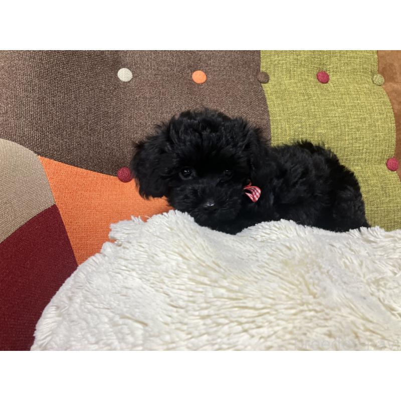 販売中の福岡県のマルプー:マルチーズ×トイプードル-425882の3枚目