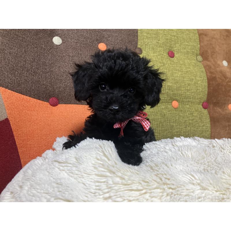 販売中の福岡県のマルプー:マルチーズ×トイプードル-425882の2枚目