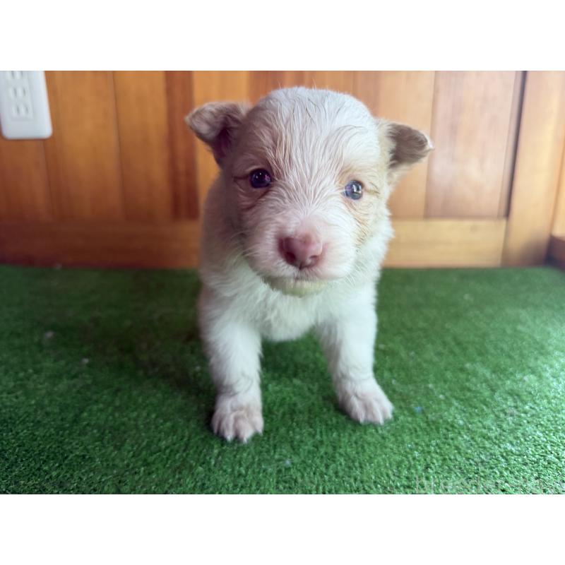 販売中の群馬県のボーダーコリー-425935の1枚目