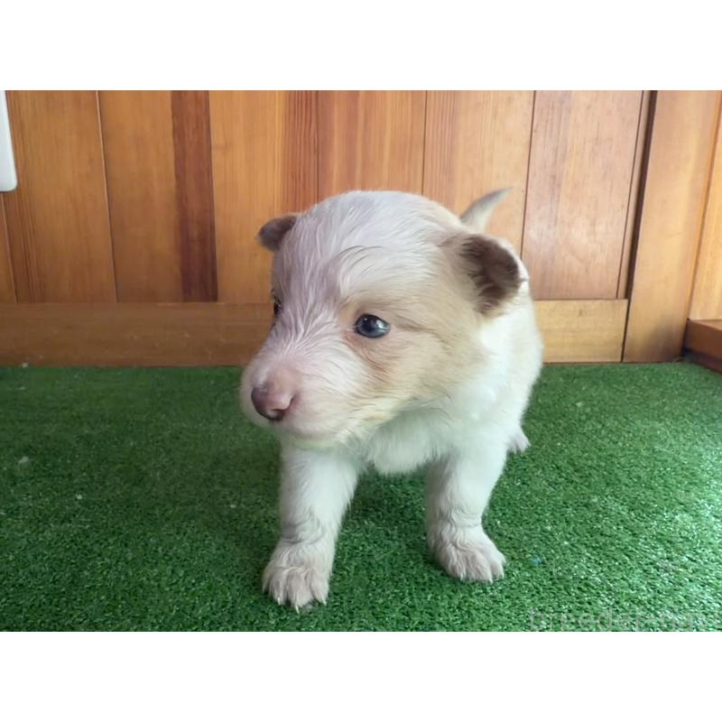 販売中の群馬県のボーダーコリー-425935の3枚目