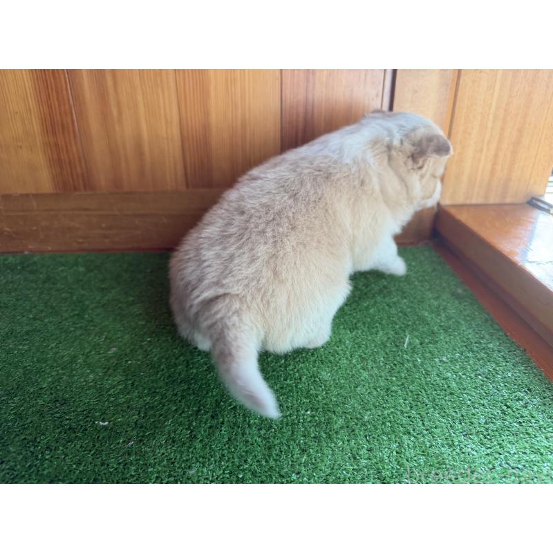 販売中の群馬県のボーダーコリー-425935の2枚目